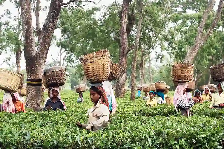 অসমৰ চাহ বাগিচাএখনত পাত তুলা  দৃশ্য