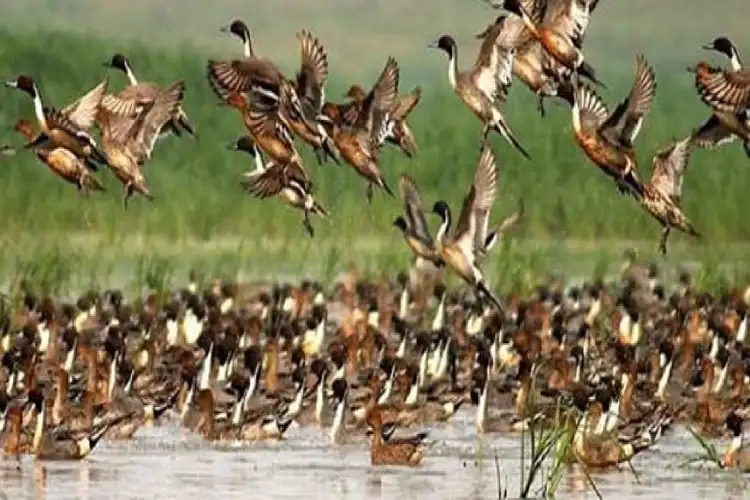 পৰিভ্ৰমী পক্ষী