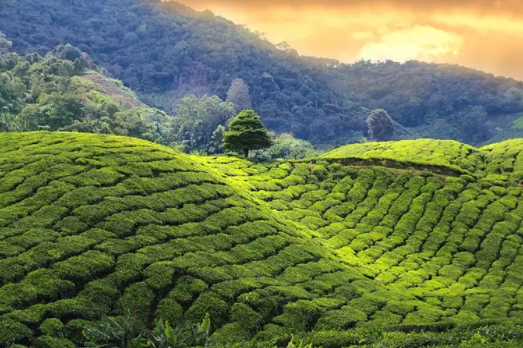 অসমত মৌচুমী বায়ুৱে প্ৰৱেশ কৰাৰ সম্ভাৱনা