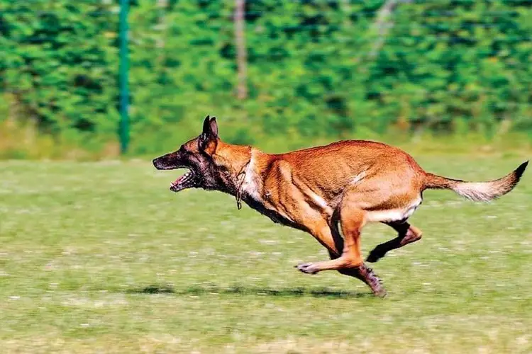 মেলিন'ইছ প্ৰজাতিৰ কুকুৰ তীক্ষ্ণ আৰু চতুৰ
