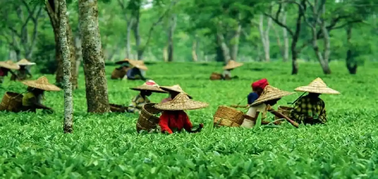 চাহ বাগিছা
