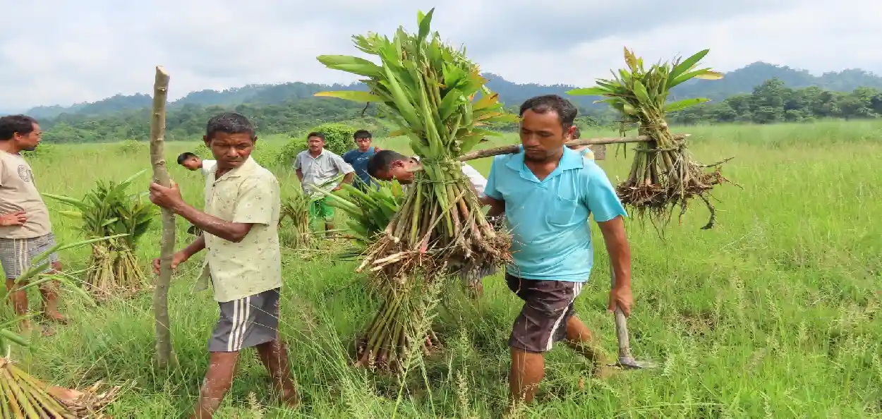 হাতীৰ আৱাসভূমি থলুৱা প্ৰজাতিৰ পুলি ৰোপণ