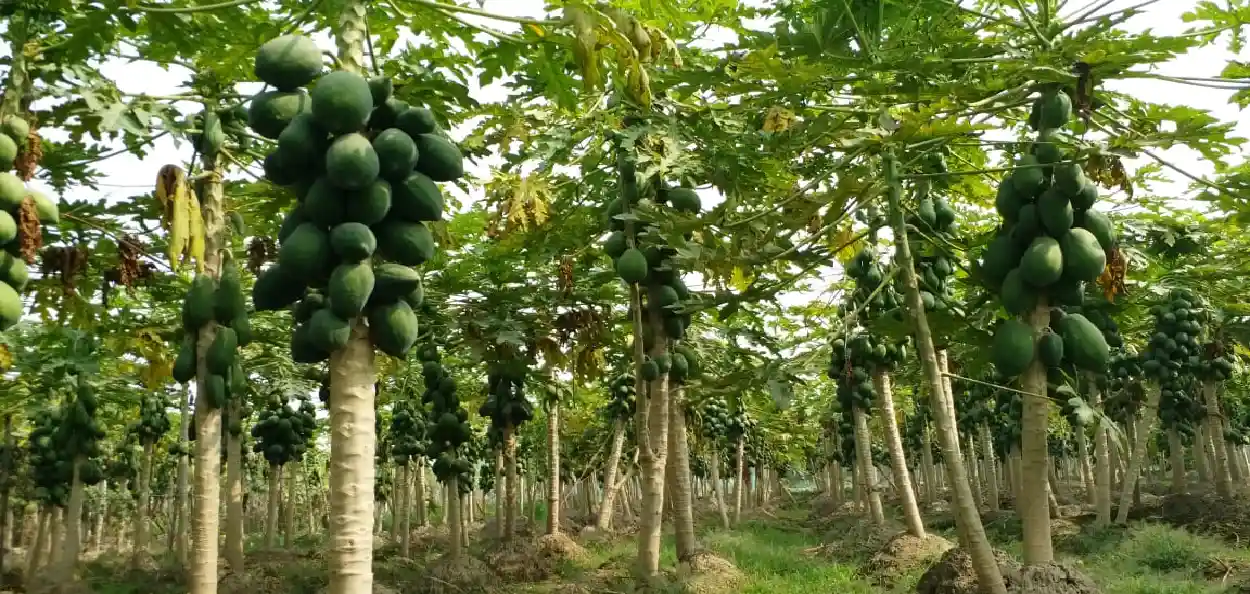 ভাডেজা অমিতাৰ খেতি