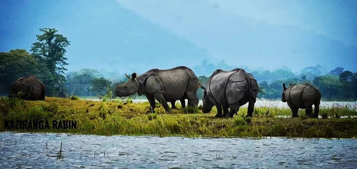 কাজিৰঙা ৰাষ্ট্ৰীয় উদ্যানৰ মনোমহা পৰিৱেশ