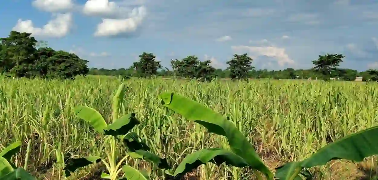 মাদৈকাটা গাঁৱৰ কুঁহিয়াৰৰ খেতি