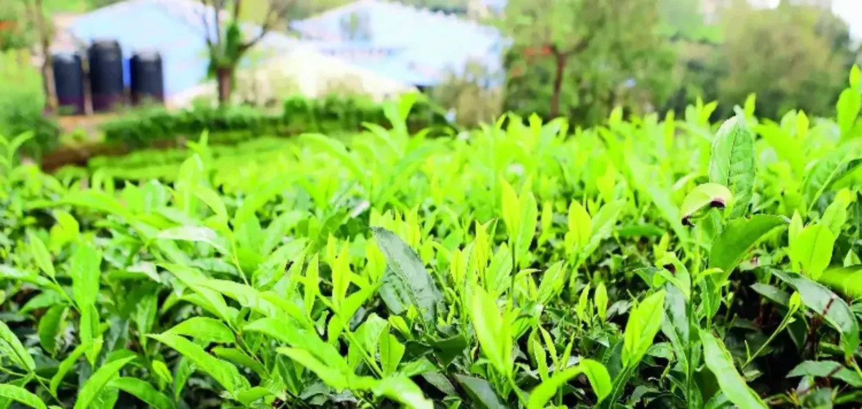 আমেৰিকাৰ অধিক শুল্ককলৈ চিন্তিত ভাৰতীয় চাহ উদ্যোগ