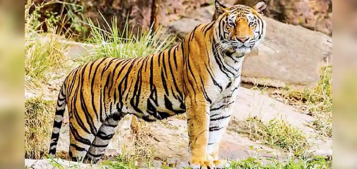 প্ৰতিনিধিত্বমুলক ছবি