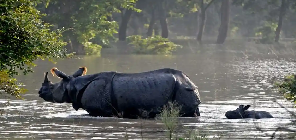 কাজিৰঙা ৰাষ্ট্ৰীয় উদ্যান 
