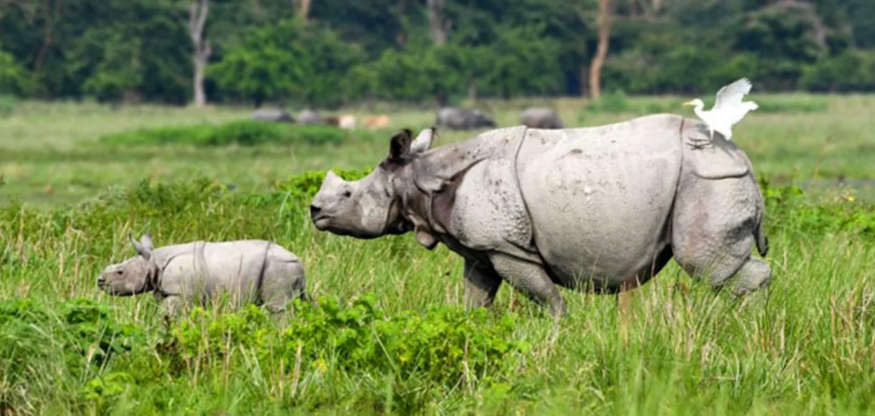 আজিৰে পৰা পৰ্যটকৰ বাবে মুকলি পবিতৰা অভয়াৰণ্য