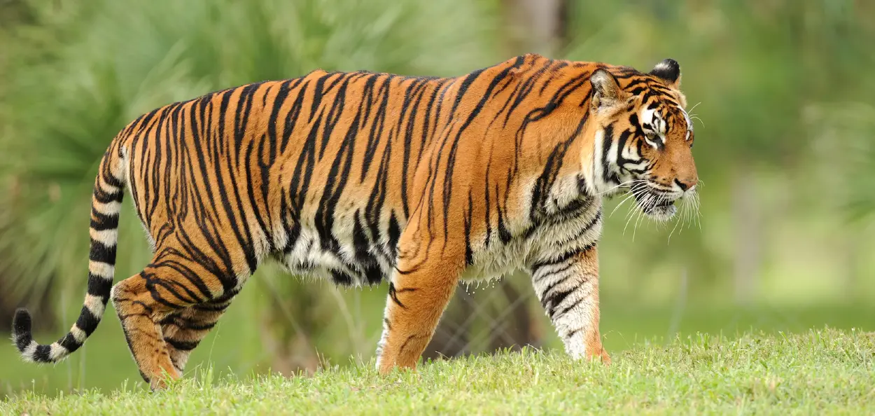 এবছৰত ভাৰতত দুশৰো অধিক বাঘৰ মৃত্যু