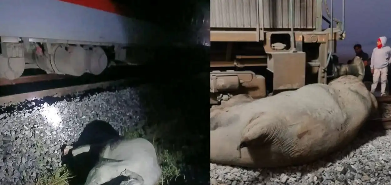 ৰাজধানী এক্সপ্ৰেছৰ হাতীৰ জাকৰ মাজত সংঘৰ্ষ