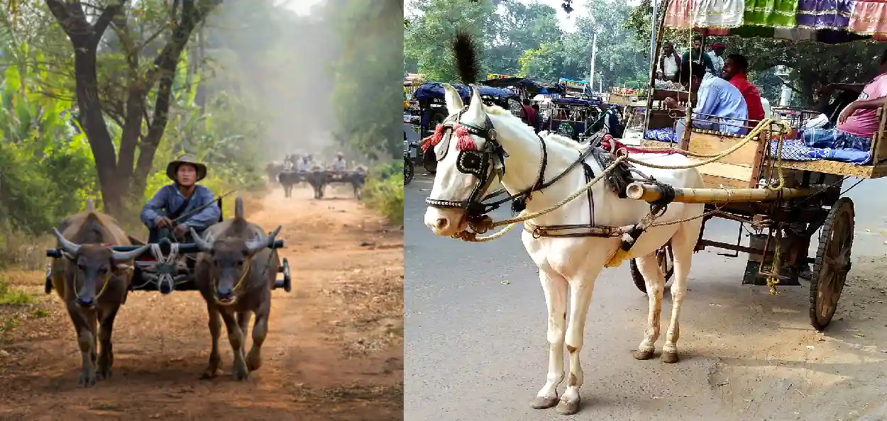  ম'হৰ  গাড়ী আৰু ঘোঁৰাৰ গাড়ীৰ 