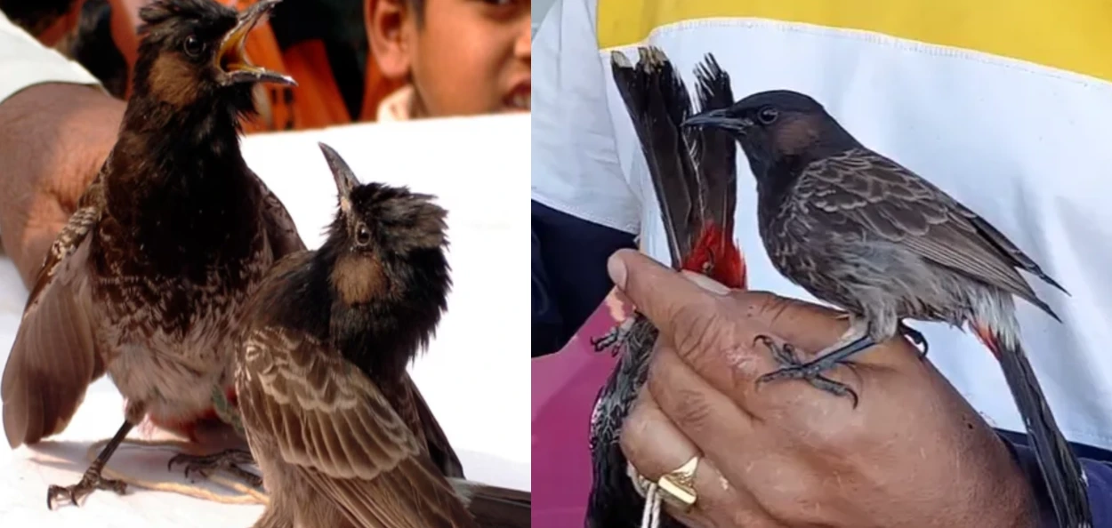 হাজোত পুনৰ অনুষ্ঠিত হ'ব ঐতিহাসিক বুলবুলি চৰাইৰ যুঁজ