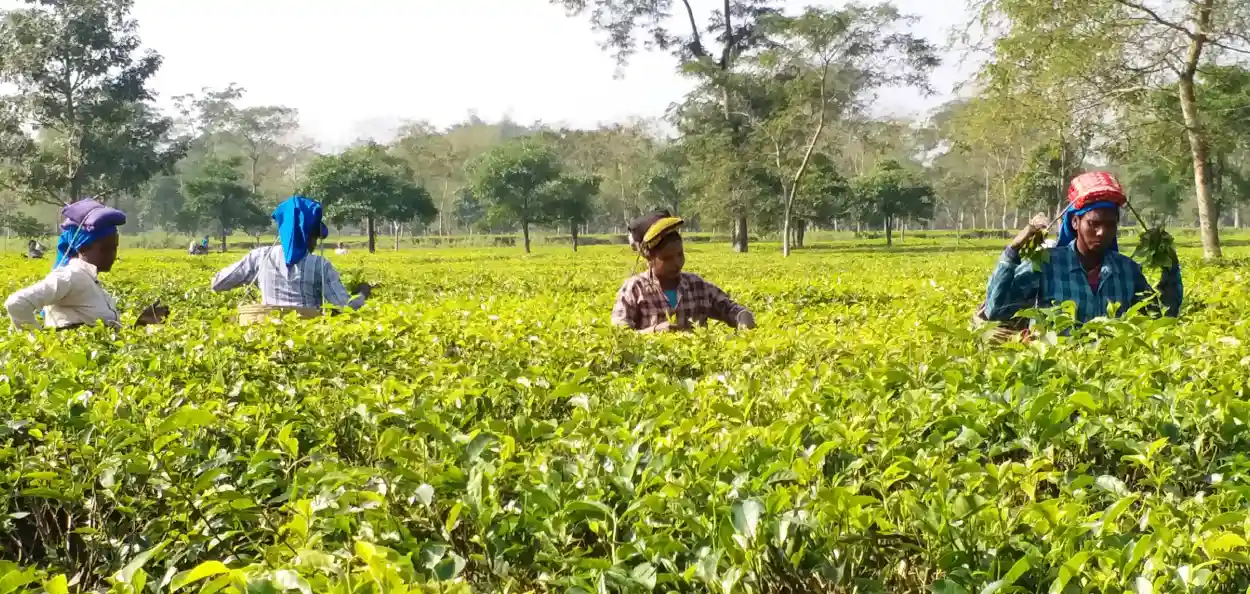 চাহ শ্ৰমিকক ৫০০০ টকা এককালীন সাহায্যৰ ঘোষণা মুখ্যমন্ত্ৰী হিমন্ত বিশ্ব শৰ্মাৰ