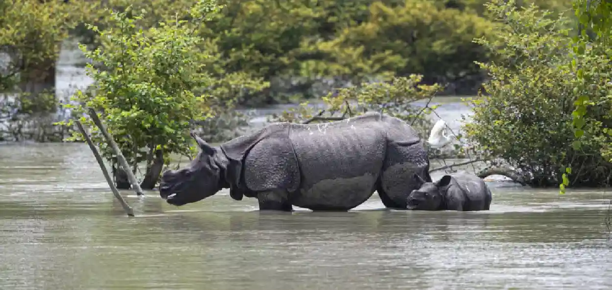 কাজিৰঙা ৰাষ্ট্ৰীয় উদ্যান