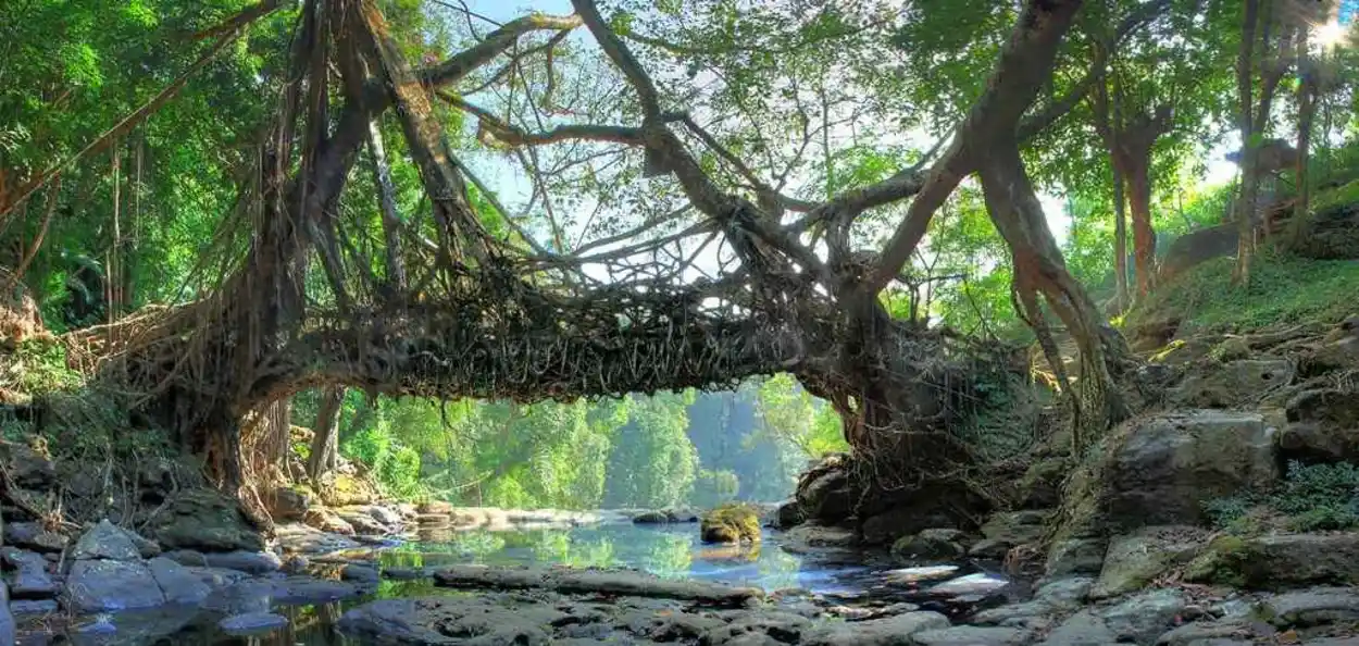 ইউনেস্ক’ৰ বিশ্ব ঐতিহ্য তালিকাত অন্তৰ্ভুক্তিৰ বাবে মনোনীত মেঘালয়ৰ জীৱন্ত শিপাৰ দলং