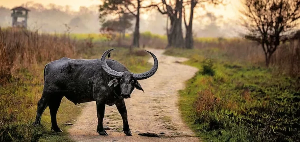 কাজিৰঙাৰ পৰা মধ্যপ্ৰদেশলৈ ঠিকনা সলনি হ’ব ৫০টা ম’হৰ