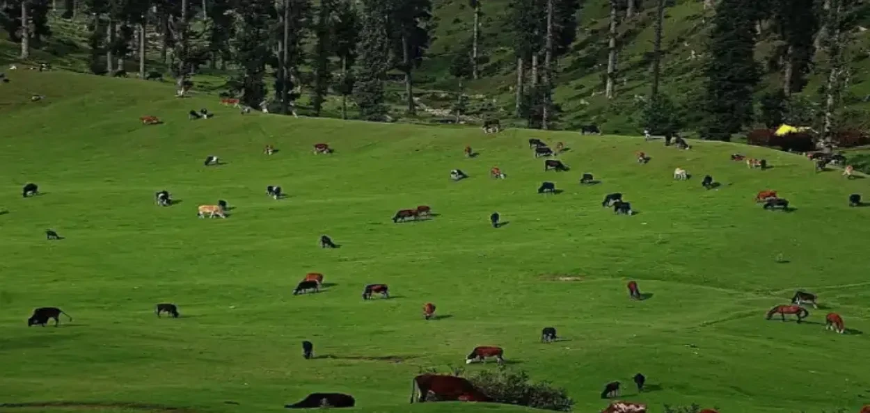 বুডগামৰ টোছামৈদান ঘাঁহনি