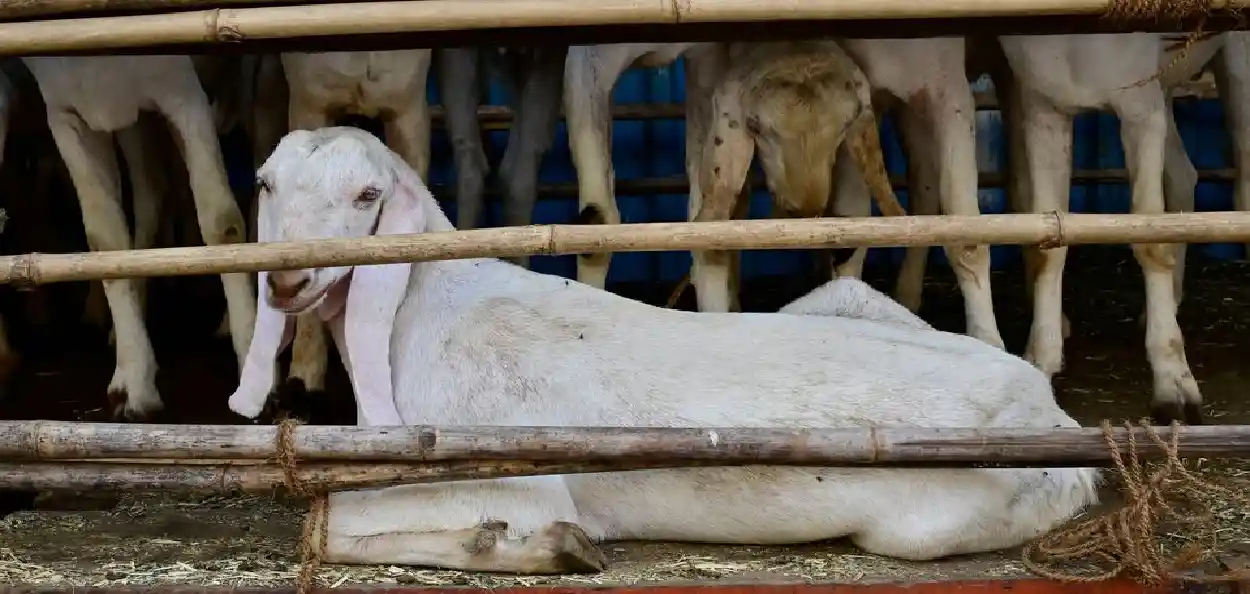 প্ৰতিনিধিত্বমুলক ফটো