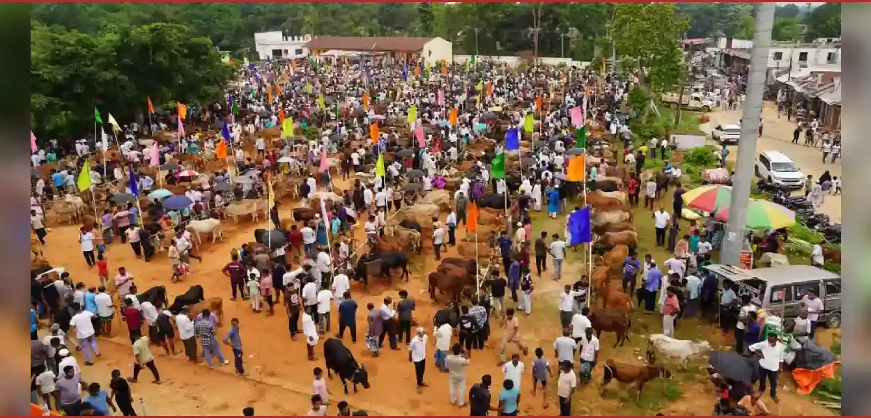 ত্ৰিপুৰাৰ বক্সনগৰত উথপথপ ঈদৰ পশুধনৰ বজাৰঃ উদ্ভাসিত হ’ল সাম্প্ৰদায়িক সম্প্ৰীতি