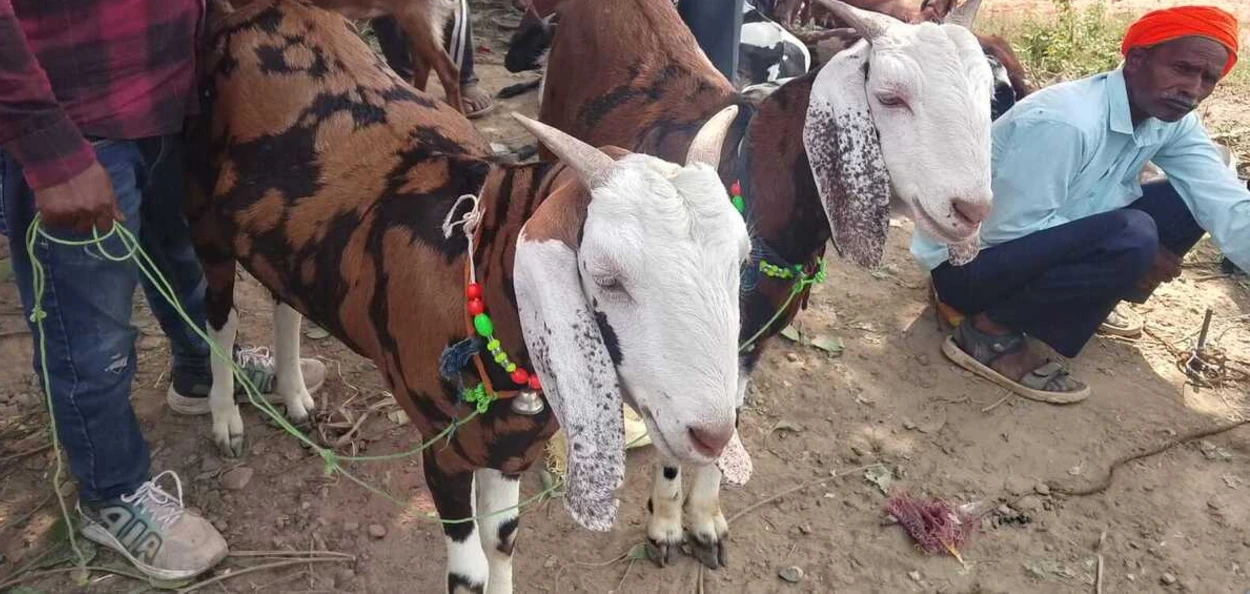ঈদৰ বজাৰত ছাগলীৰ ভিৰ