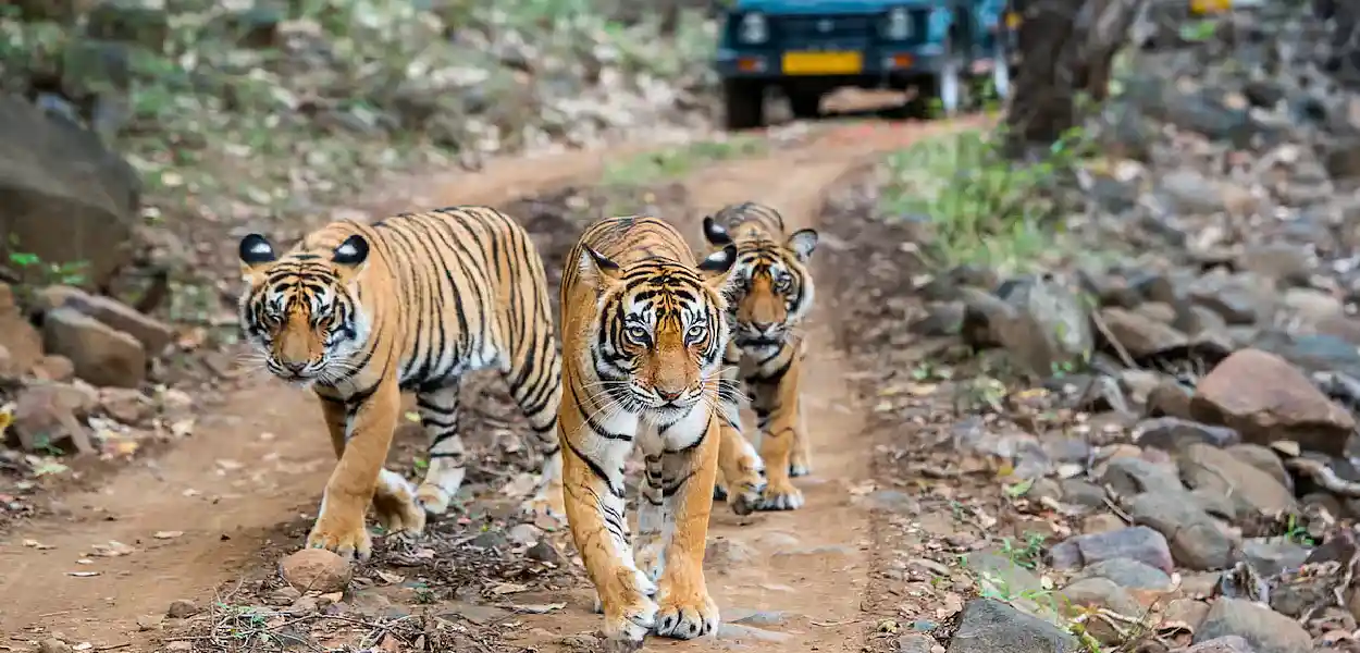 নামেৰী সংৰক্ষিত বনাঞ্চলত বাঘৰ সংখ্যা বৃদ্ধি