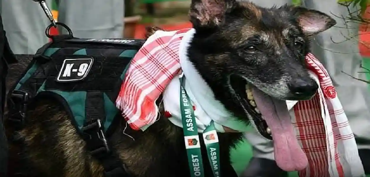 কাজিৰঙাৰ ‘ছুপাৰ স্নিফাৰ’ K9 লিয়ন