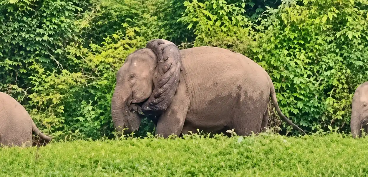 ডিঙিত এটা টায়াৰ লাগি ধৰা বনৰীয়া হাতীটো