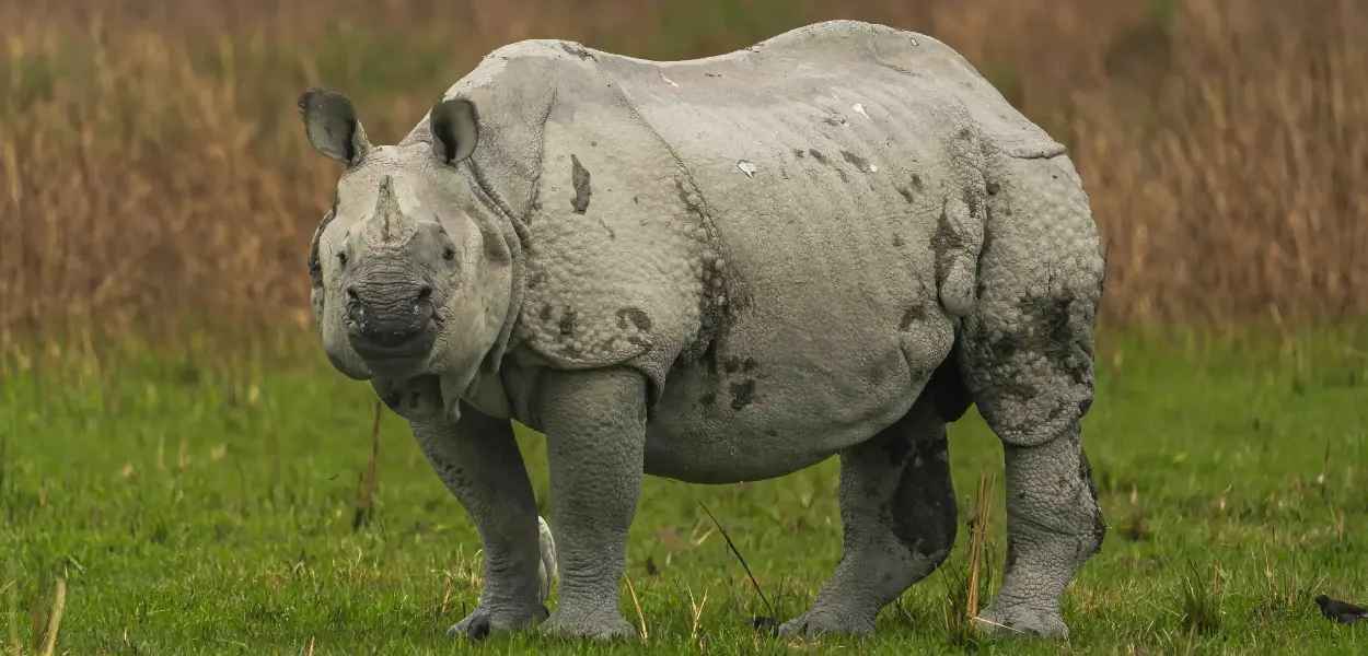 এশিঙীয়া গঁড়