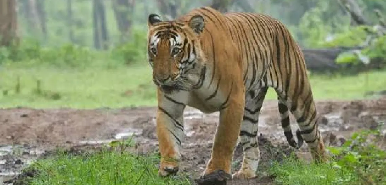 নামেৰী বাঘ সংৰক্ষিত বনাঞ্চলত এটা বাঘ