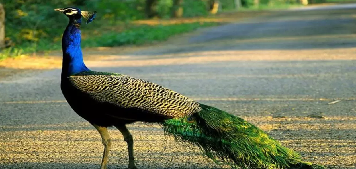প্ৰতিনিধিত্বমূলক ছবি