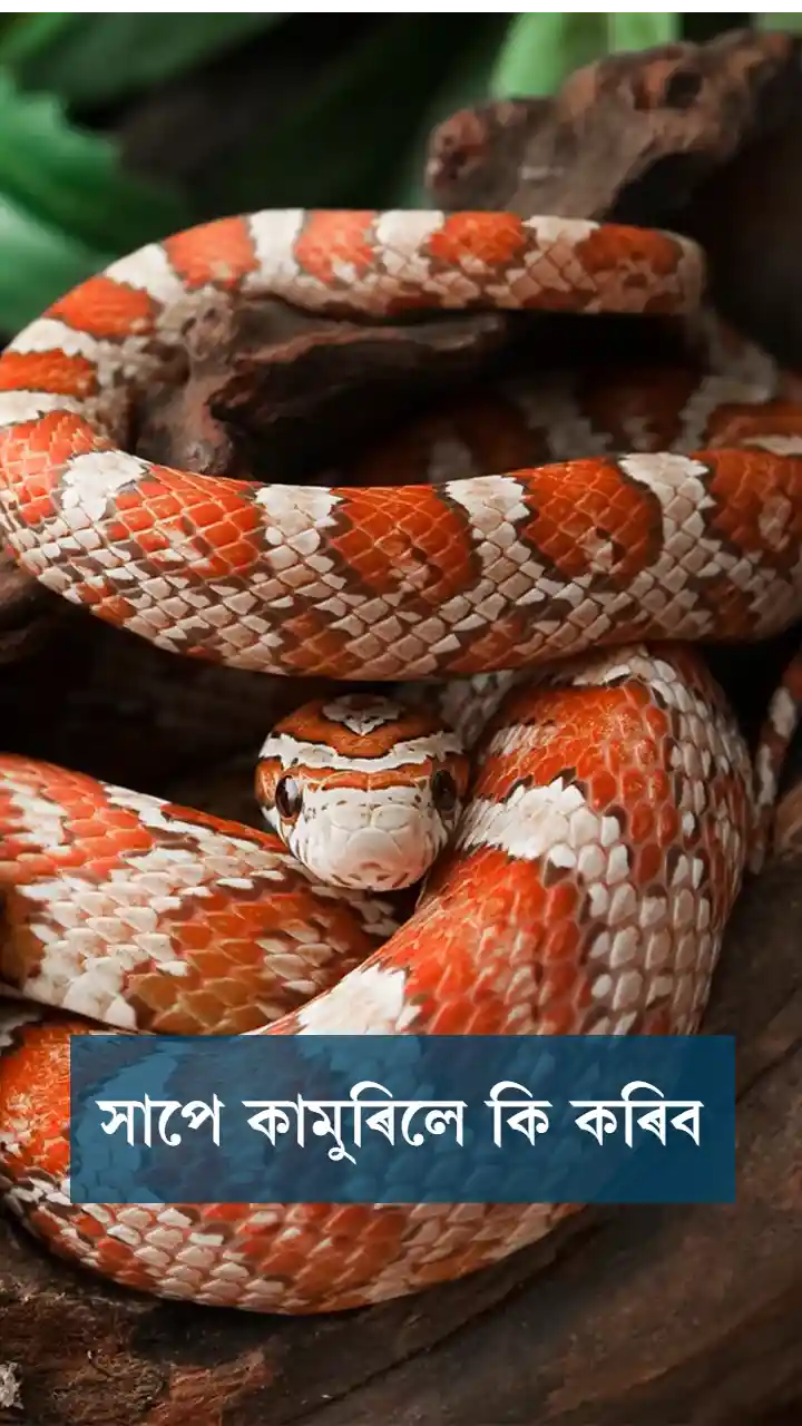 সাপে কামুৰিলে কি কৰিব 