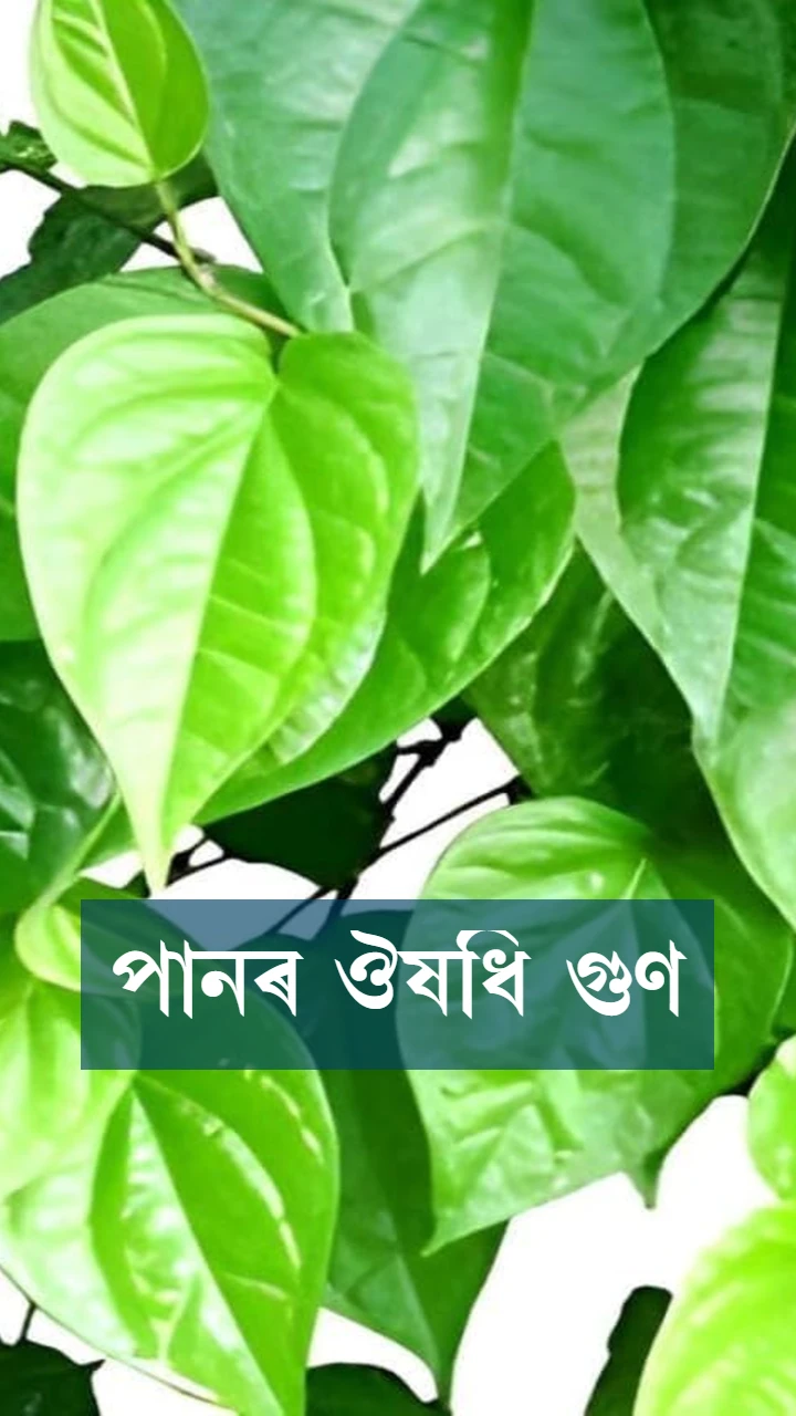 পানৰ ঔষধি গুণ
